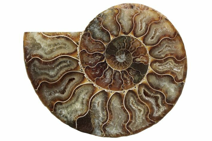 Cut & Polished Ammonite Fossil (Half) - Madagascar #364909